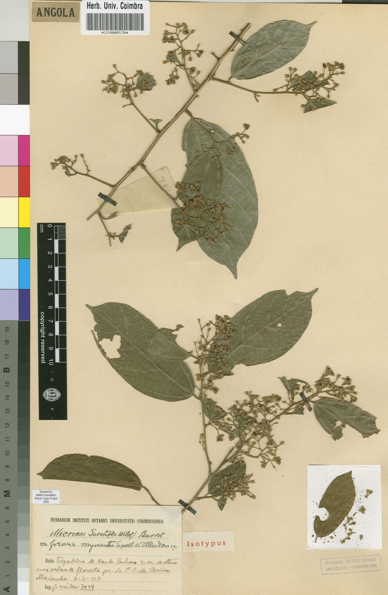 Grewia myriantha — houseplant care guide