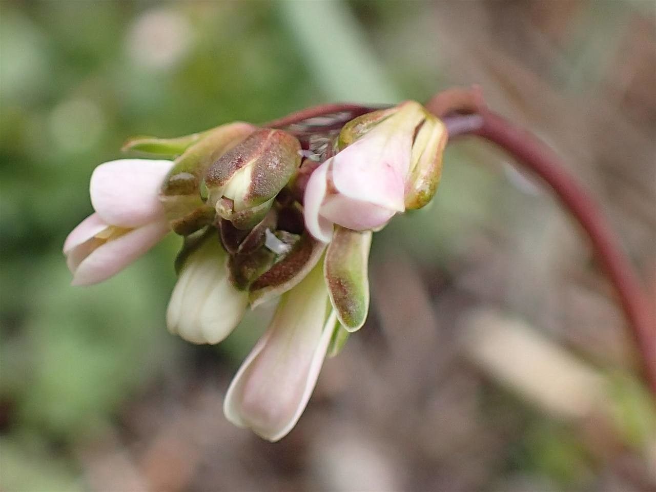 Arabis scabra flower