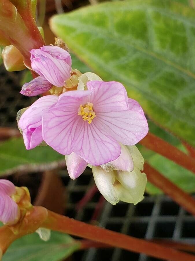 Monolena primuliflora flower