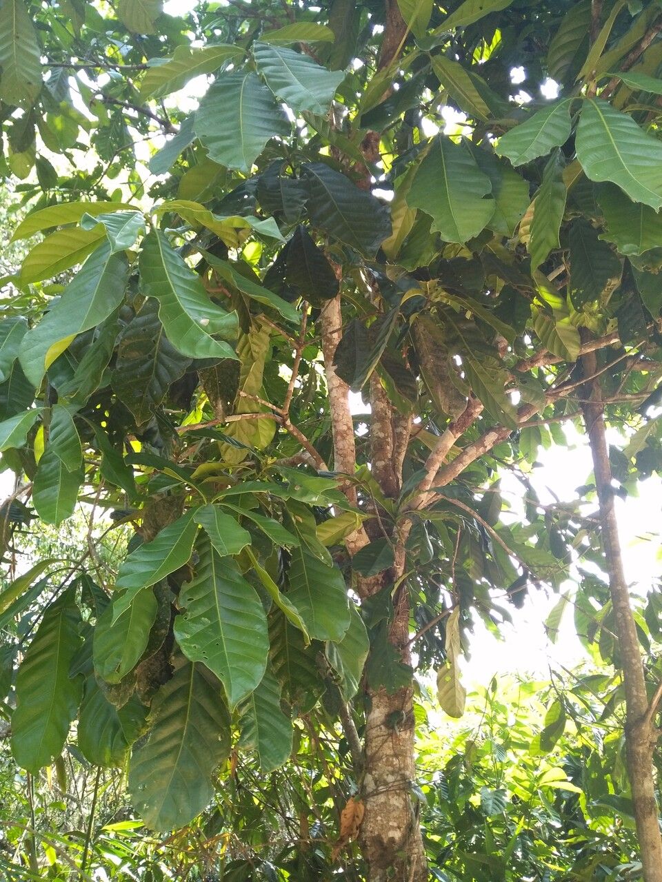 Castanopsis sclerophylla bark