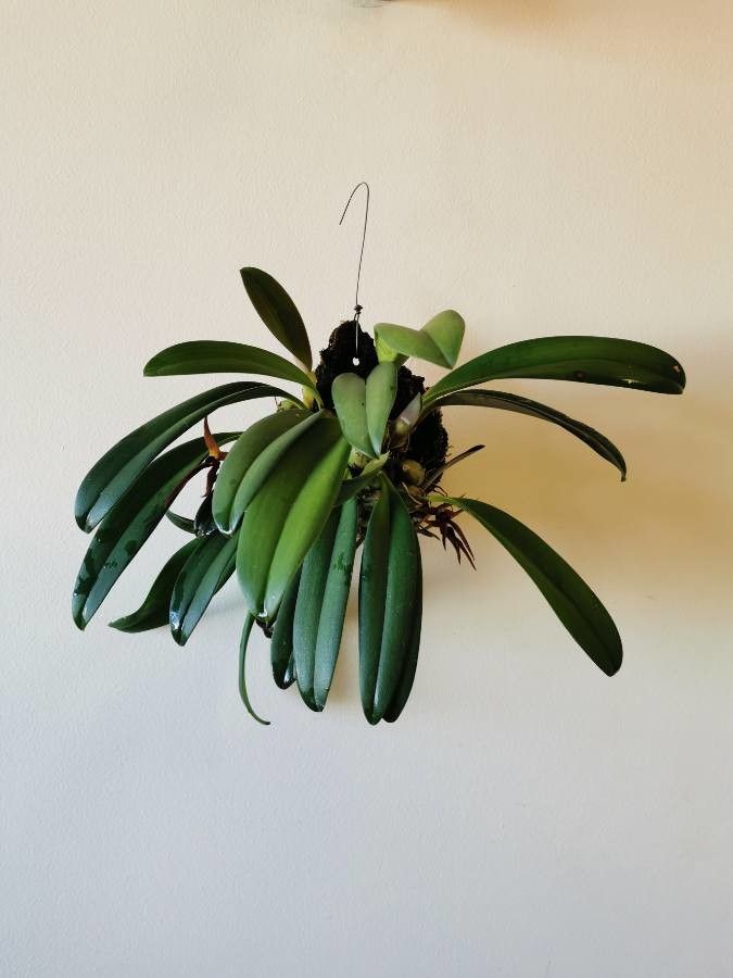 Bulbophyllum nymphopolitanum habit