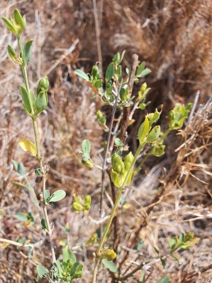 Cadaba farinosa leaf