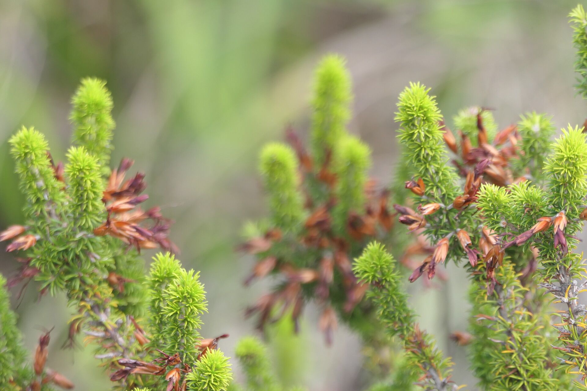 Erica coccinea — search result for 'Erica'