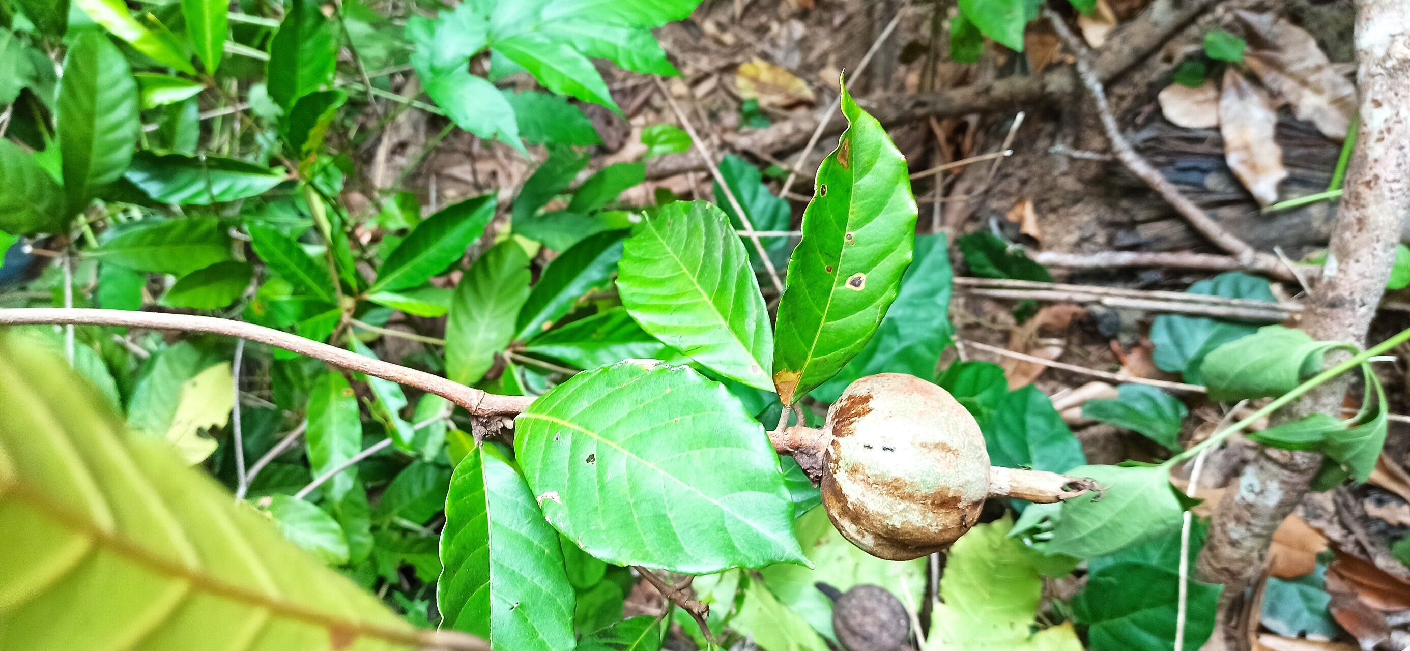 Rothmannia whitfieldii leaf