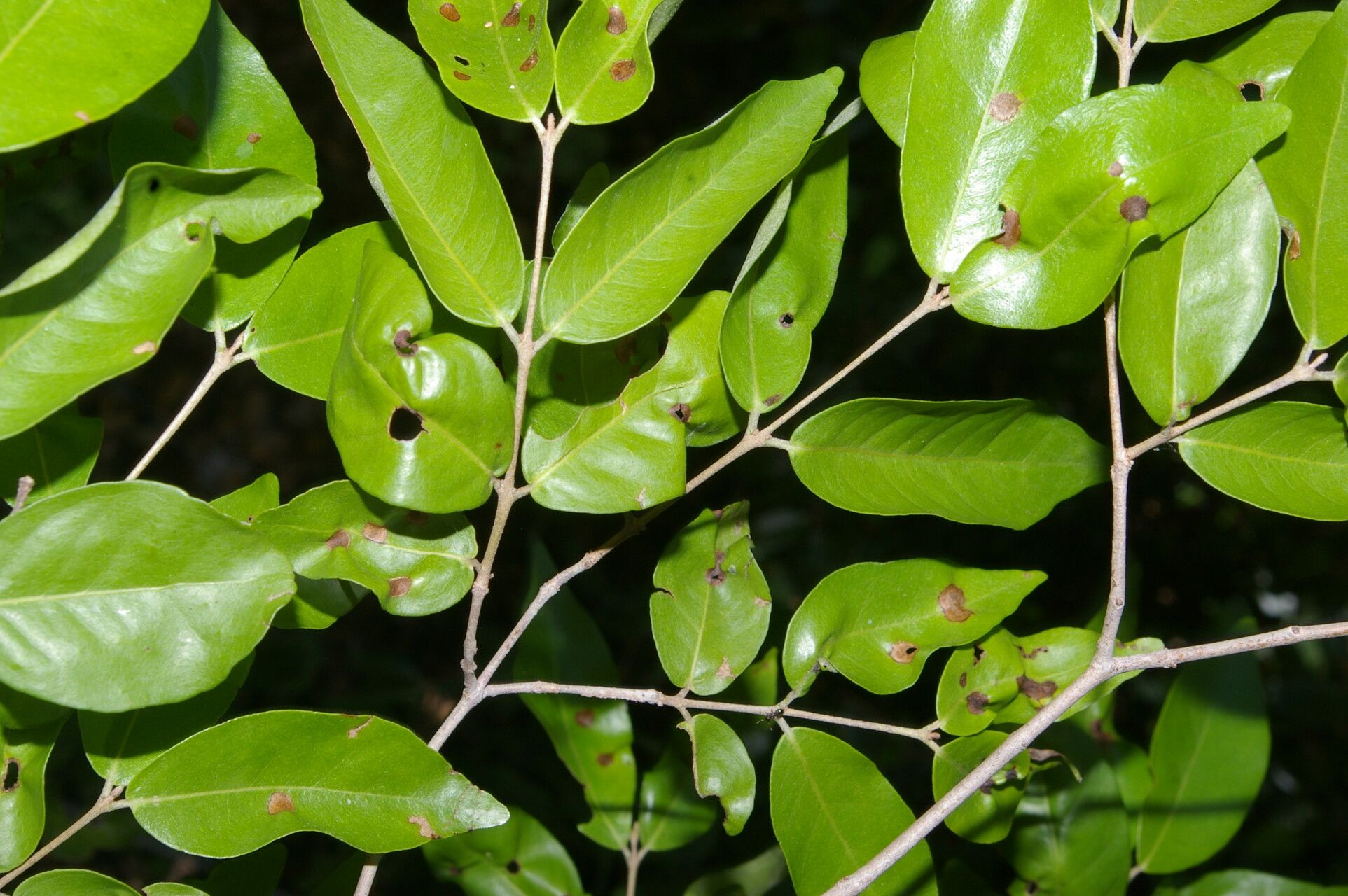 Eugenia paloverdensis — houseplant care guide