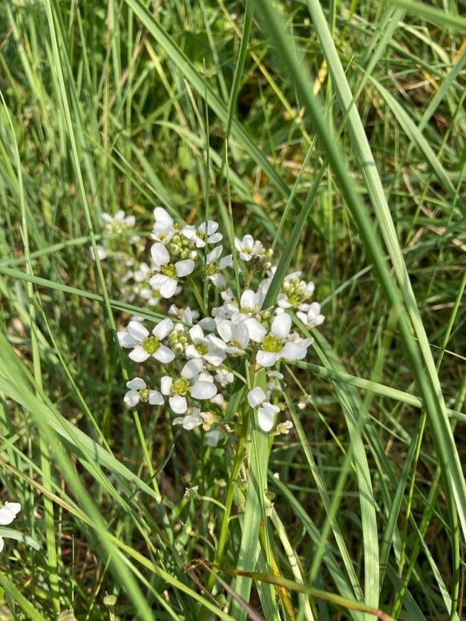 Cochlearia aestuaria flower