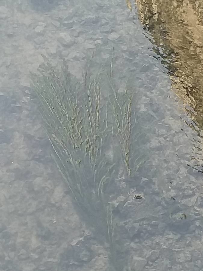 Stuckenia pectinata leaf