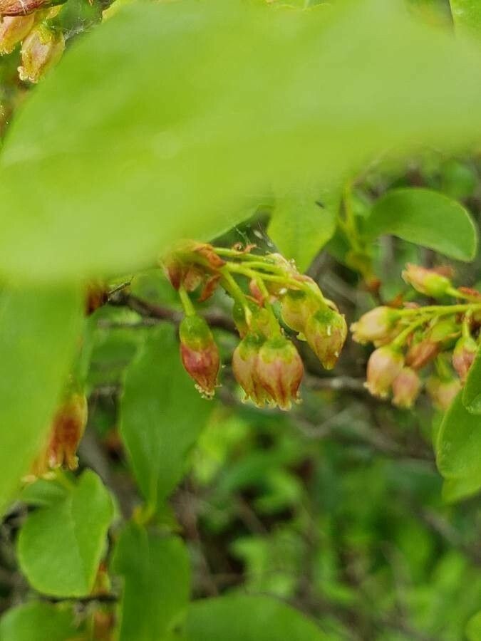 Vaccinium pallidum flower