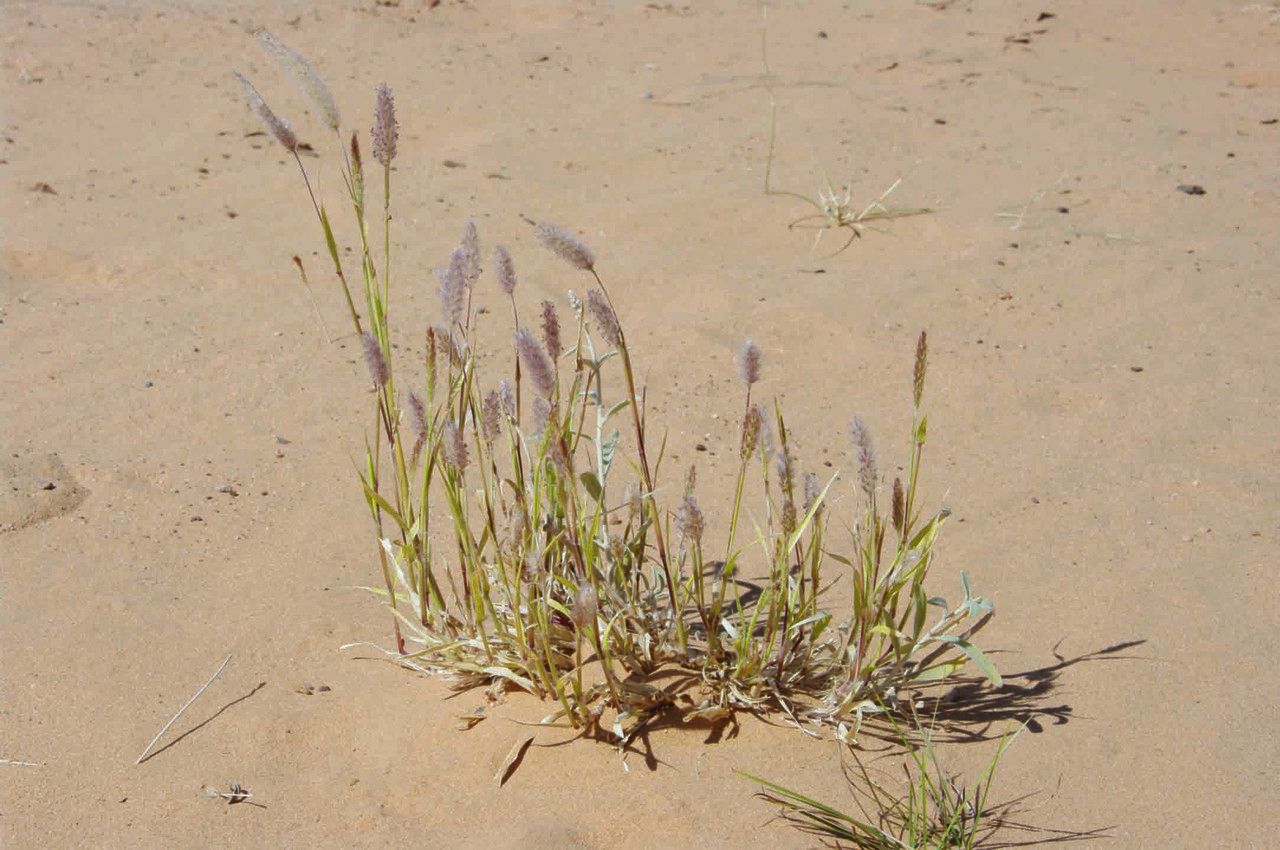 Pennisetum violaceum habit