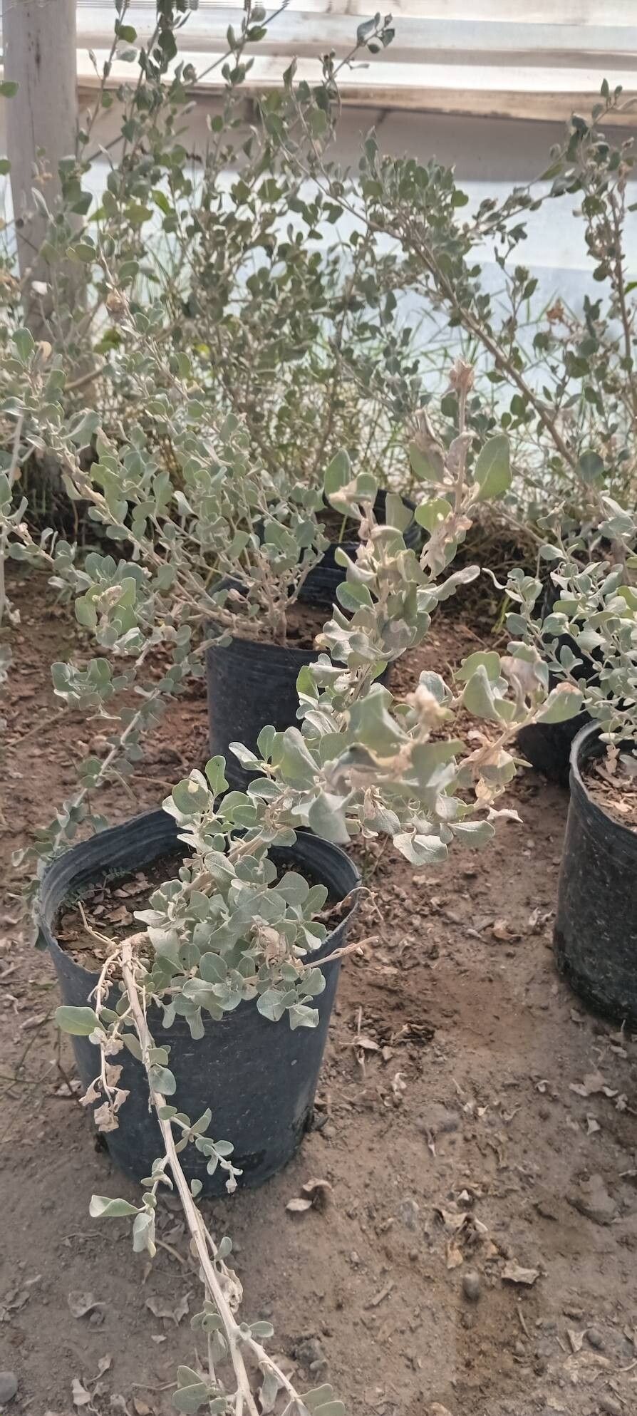 Atriplex nummularia leaf