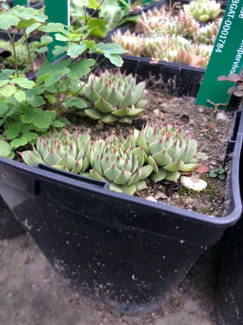 Aichryson palmense — houseplant care guide