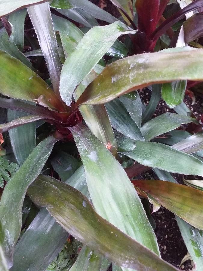 Nidularium burchellii — related species from the same genus