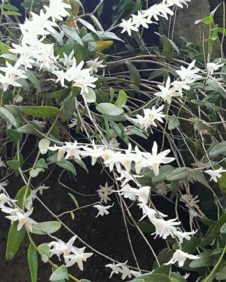 Dendrobium crumenatum flower