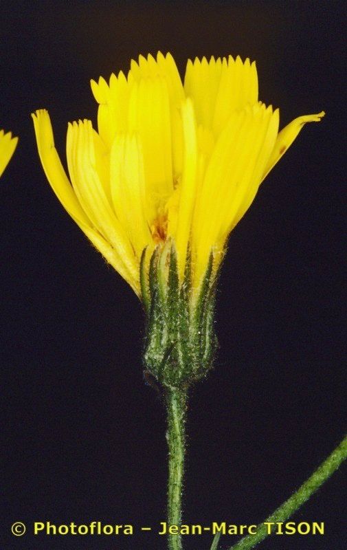 Hieracium isolanum — houseplant care guide