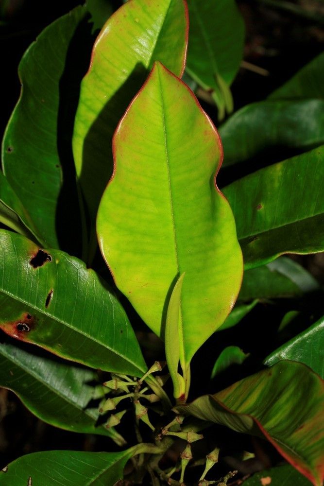 Quintinia parviflora — houseplant care guide