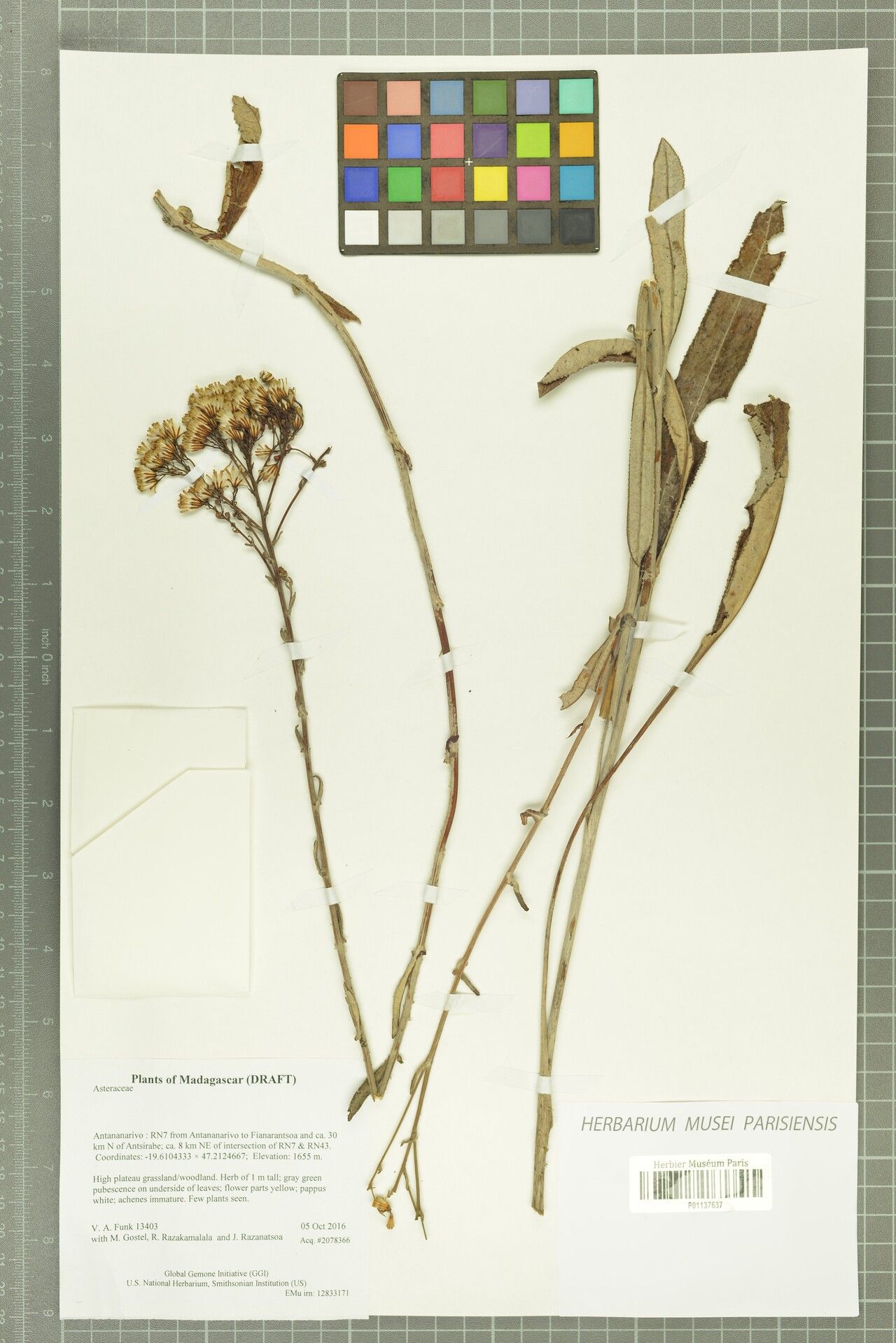 Senecio longiscapus — houseplant care guide