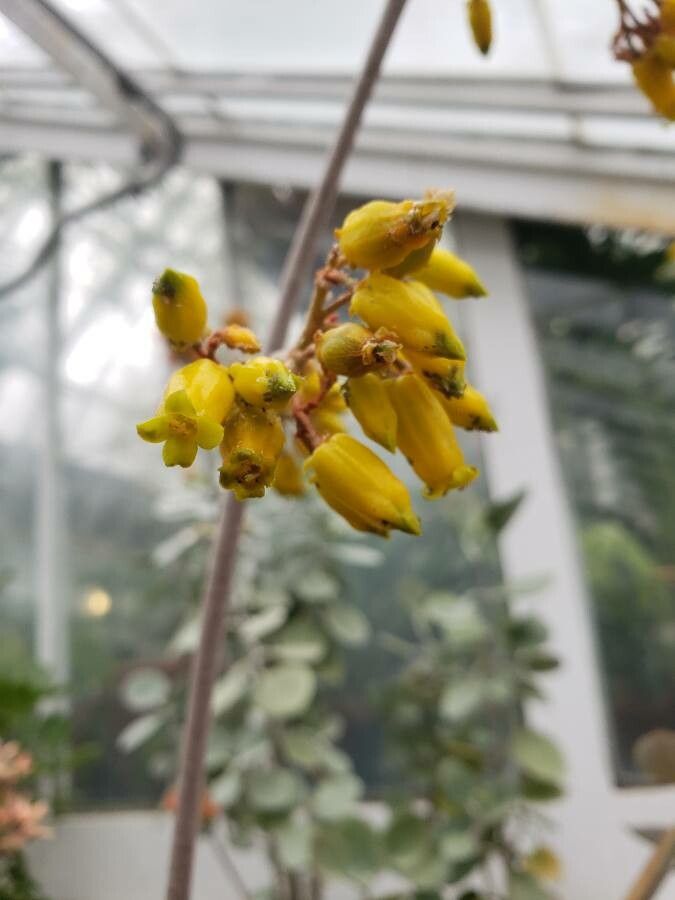 Kalanchoe orgyalis flower