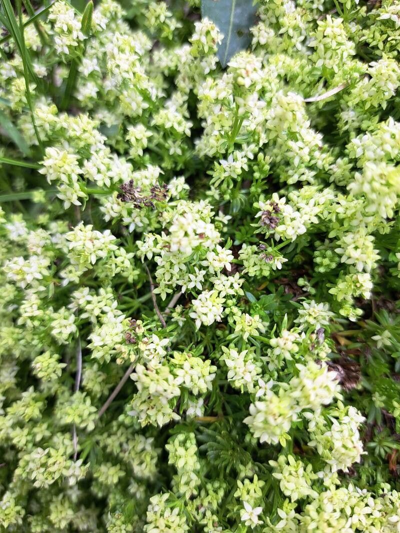 Galium baldense flower