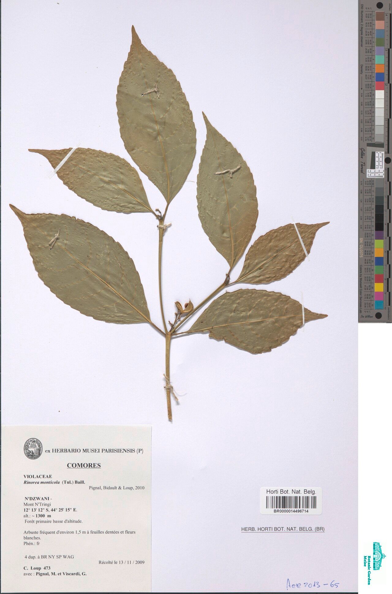 Rinorea brandtii — houseplant care guide