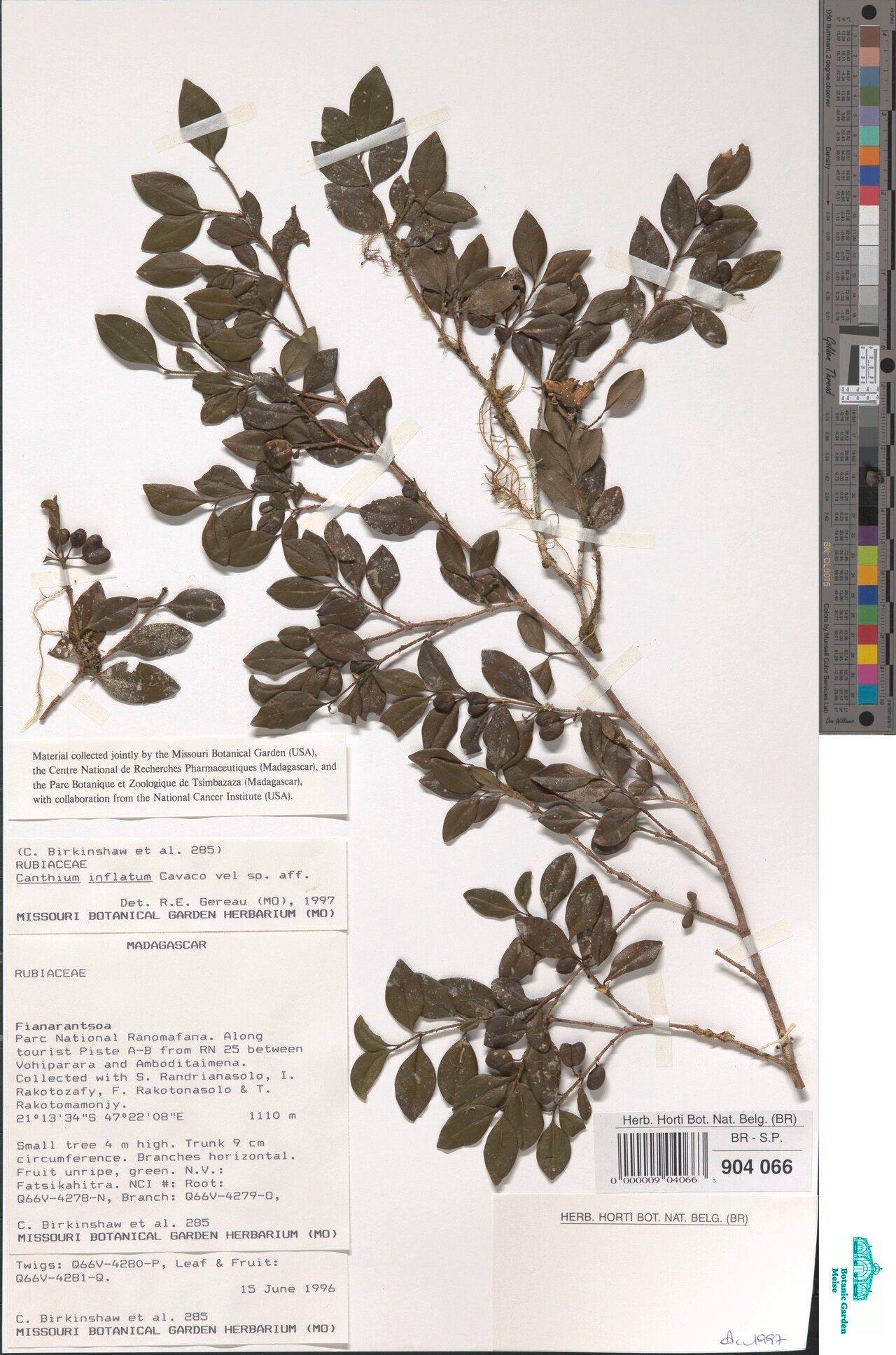 Pyrostria inflata — houseplant care guide