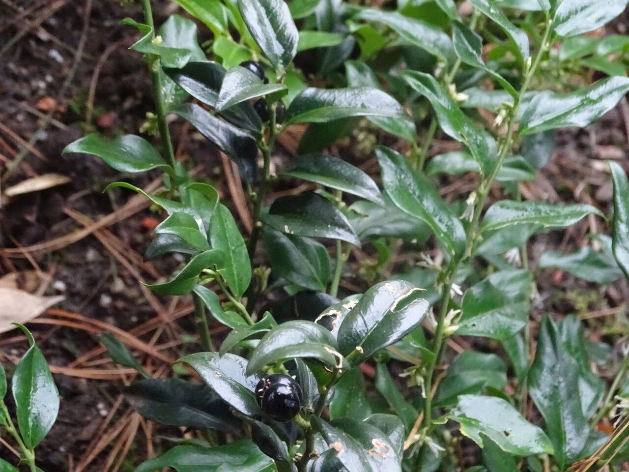 Sarcococca confusa leaf