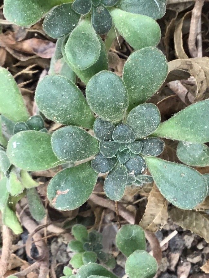 Aeonium lindleyi leaf
