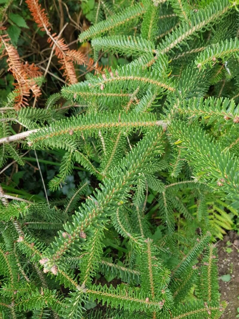 Abies × vilmorinii leaf