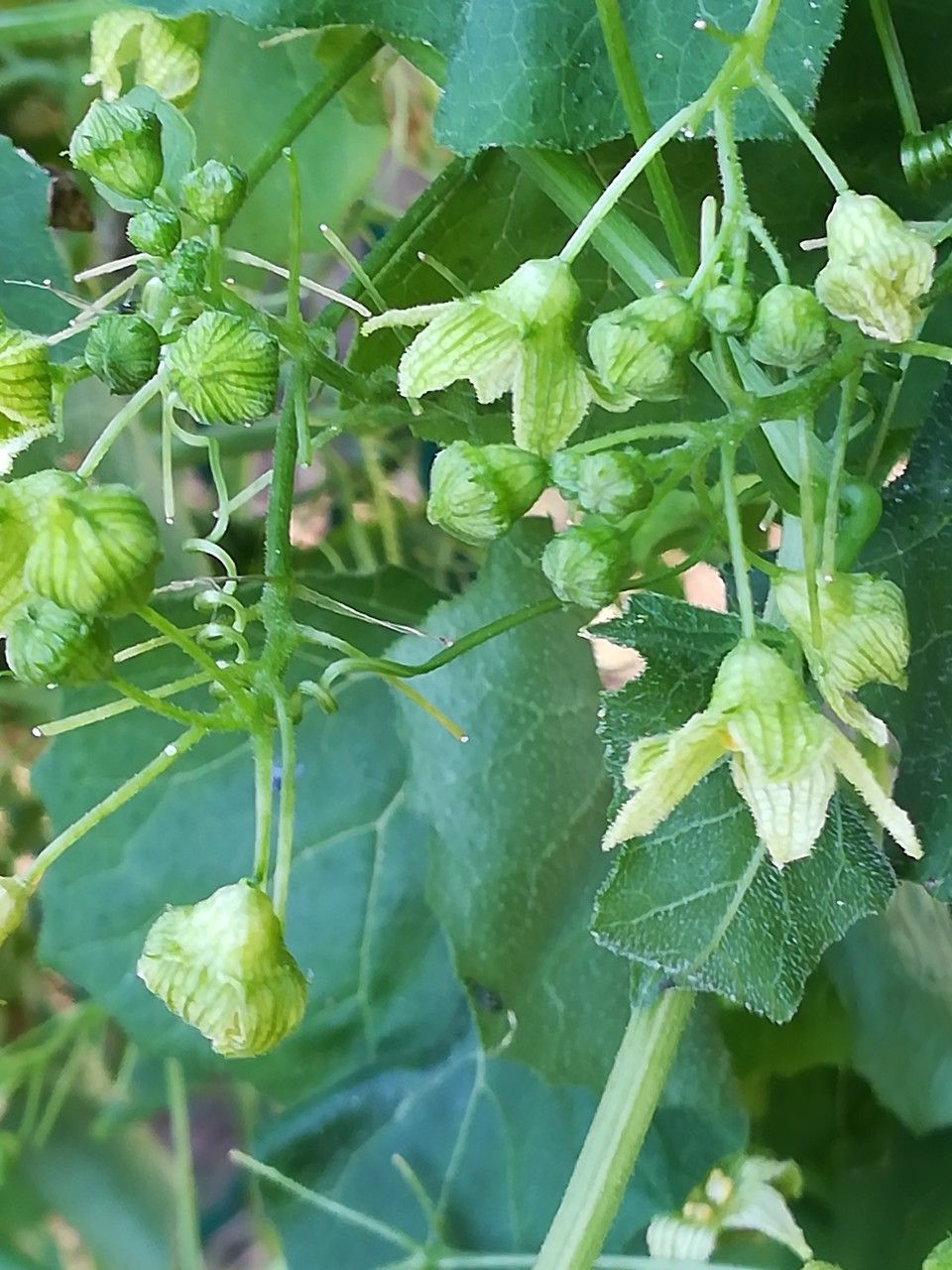 Bryonia dioica fruit