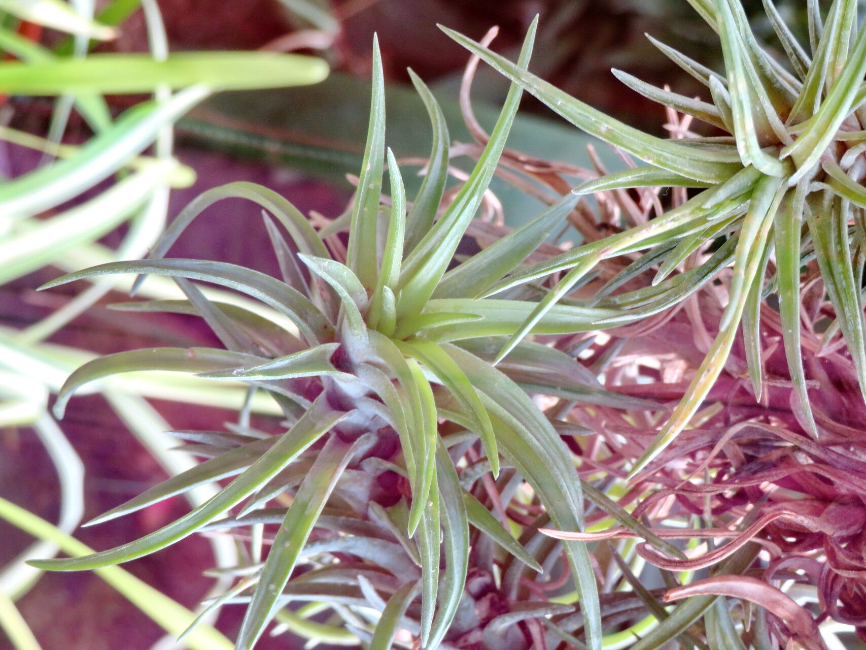 Tillandsia neglecta — houseplant care guide