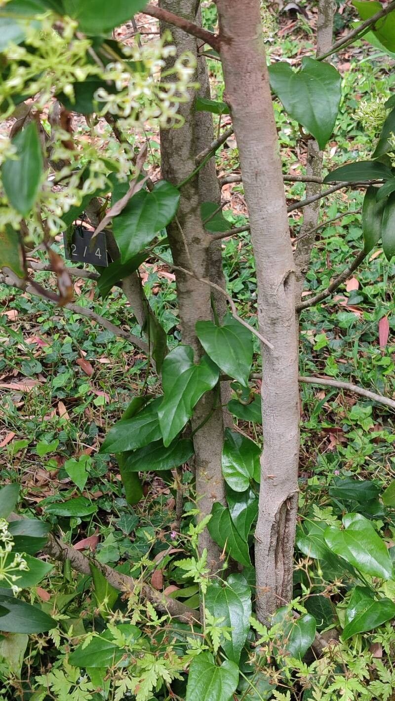 Stenocarpus salignus bark