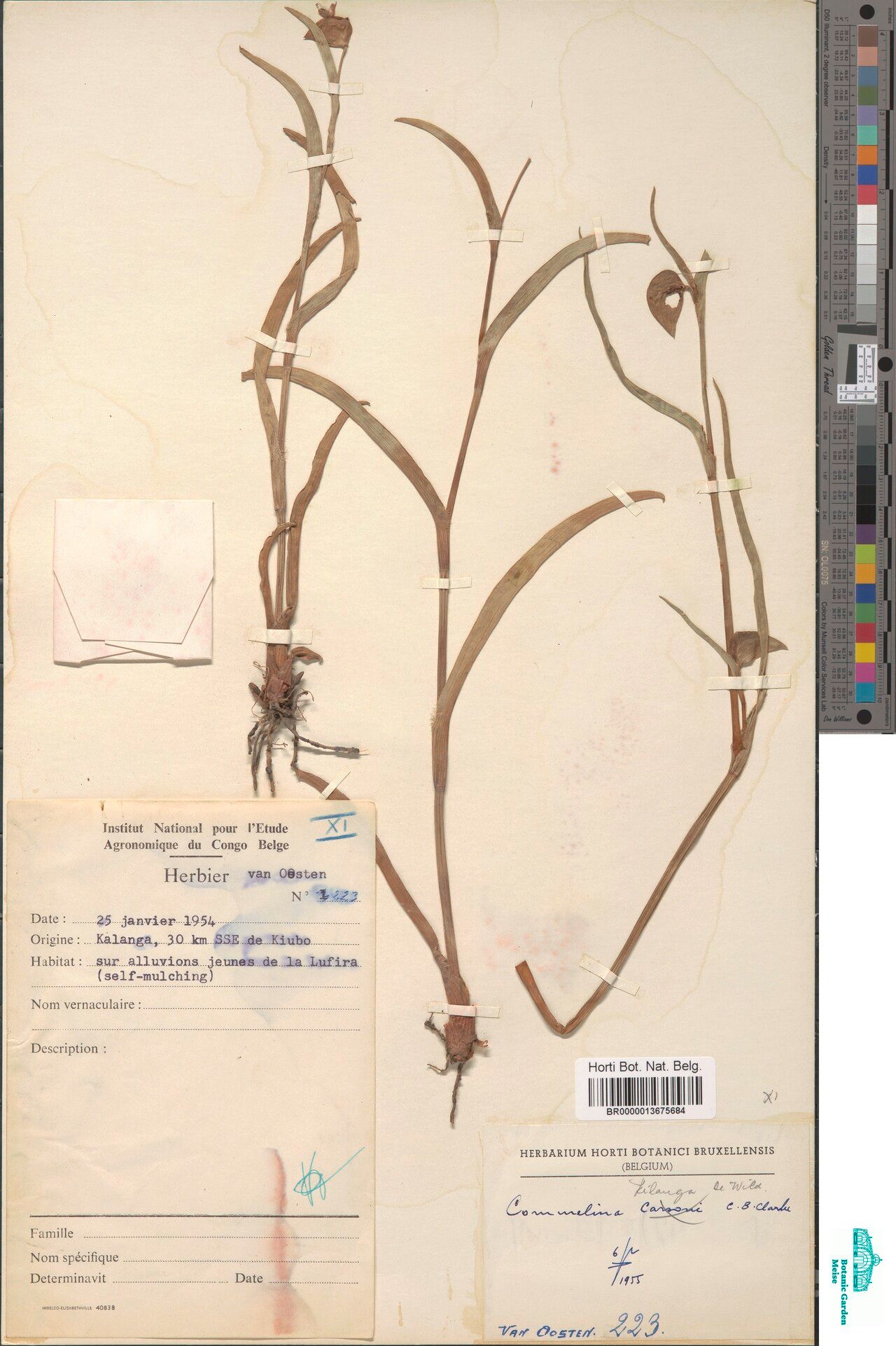 Commelina kilanga — search result for 'Commelina'