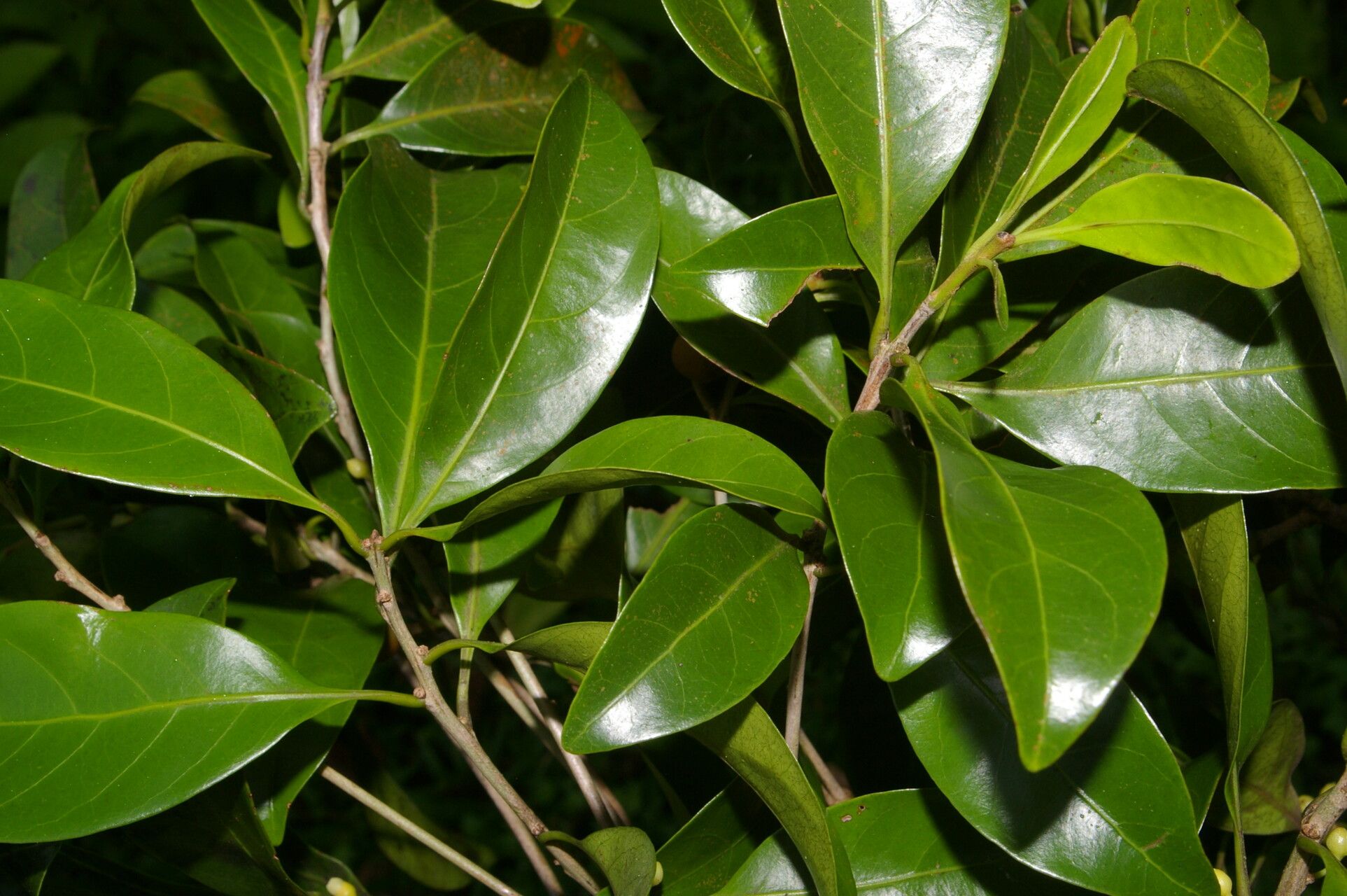 Pouteria juruana — houseplant care guide