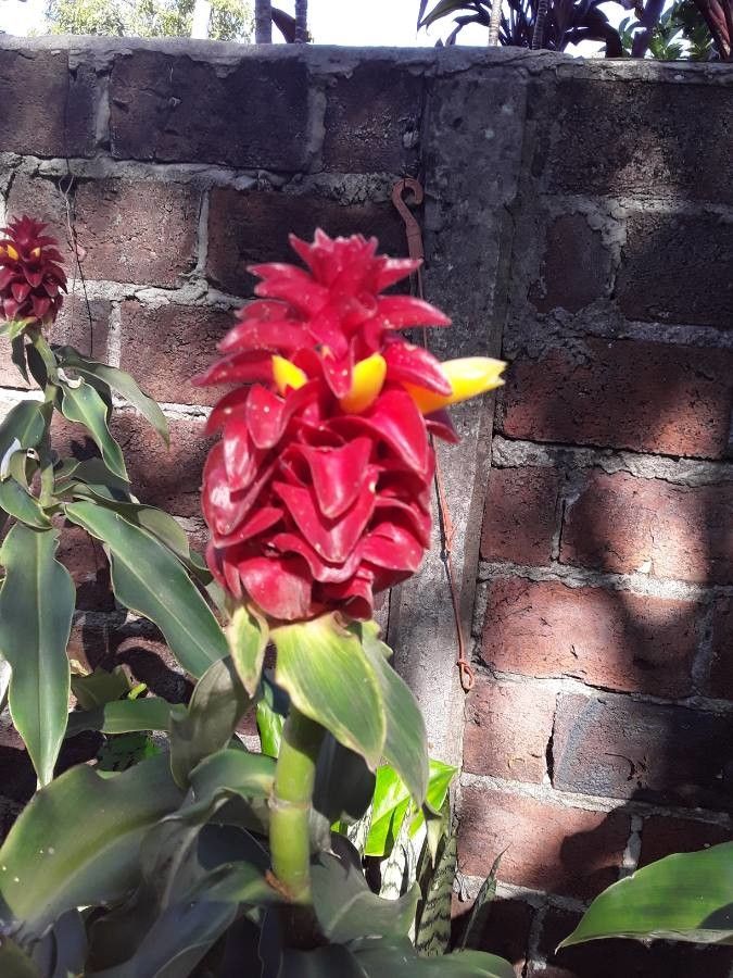 Costus barbatus flower