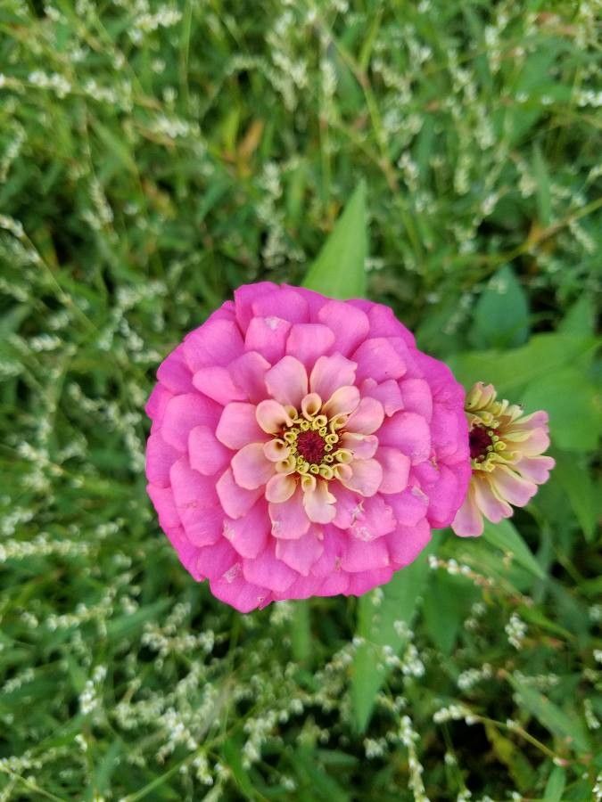 Zinnia violacea flower