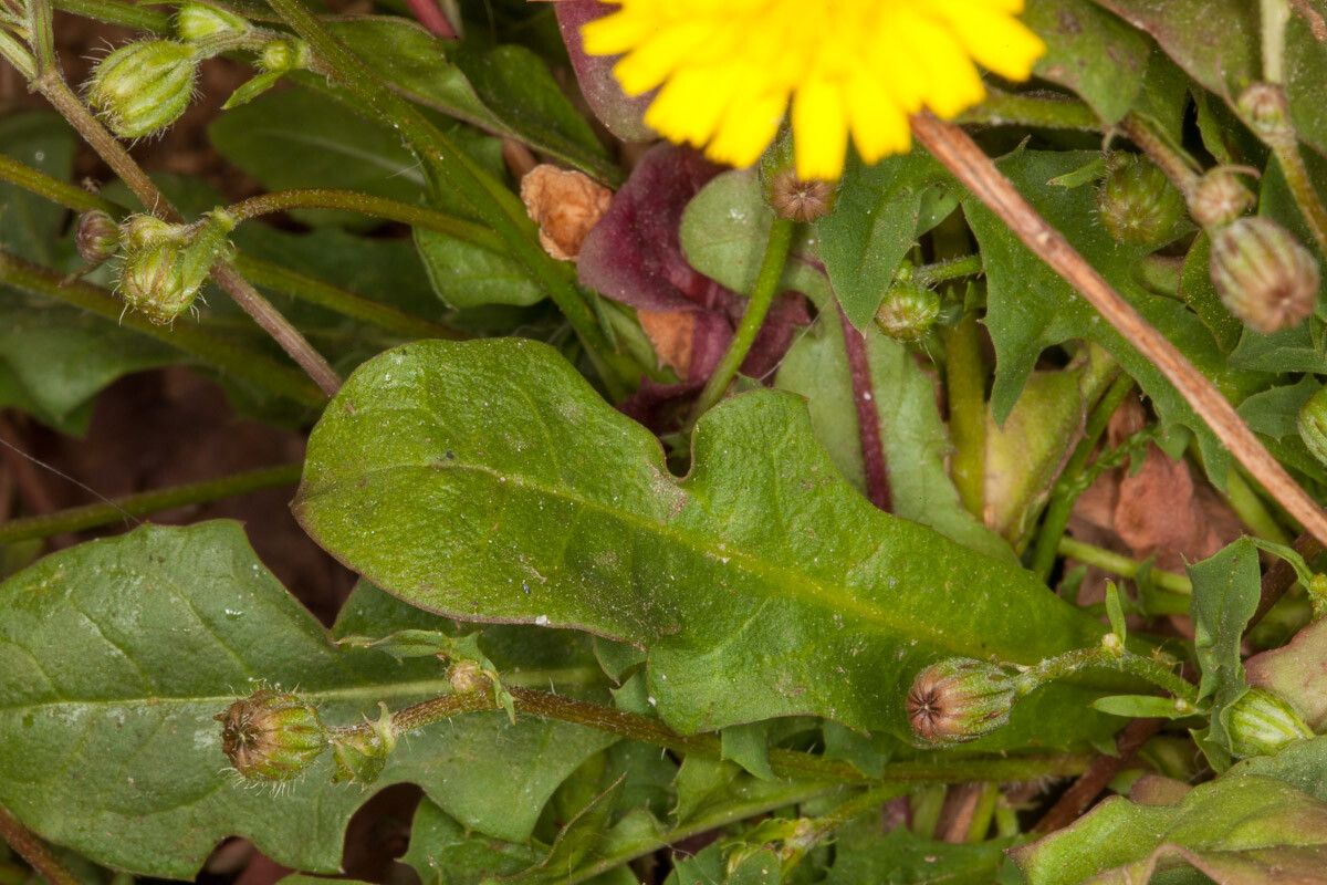 Crepis bellidifolia — search result for 'Crepis'