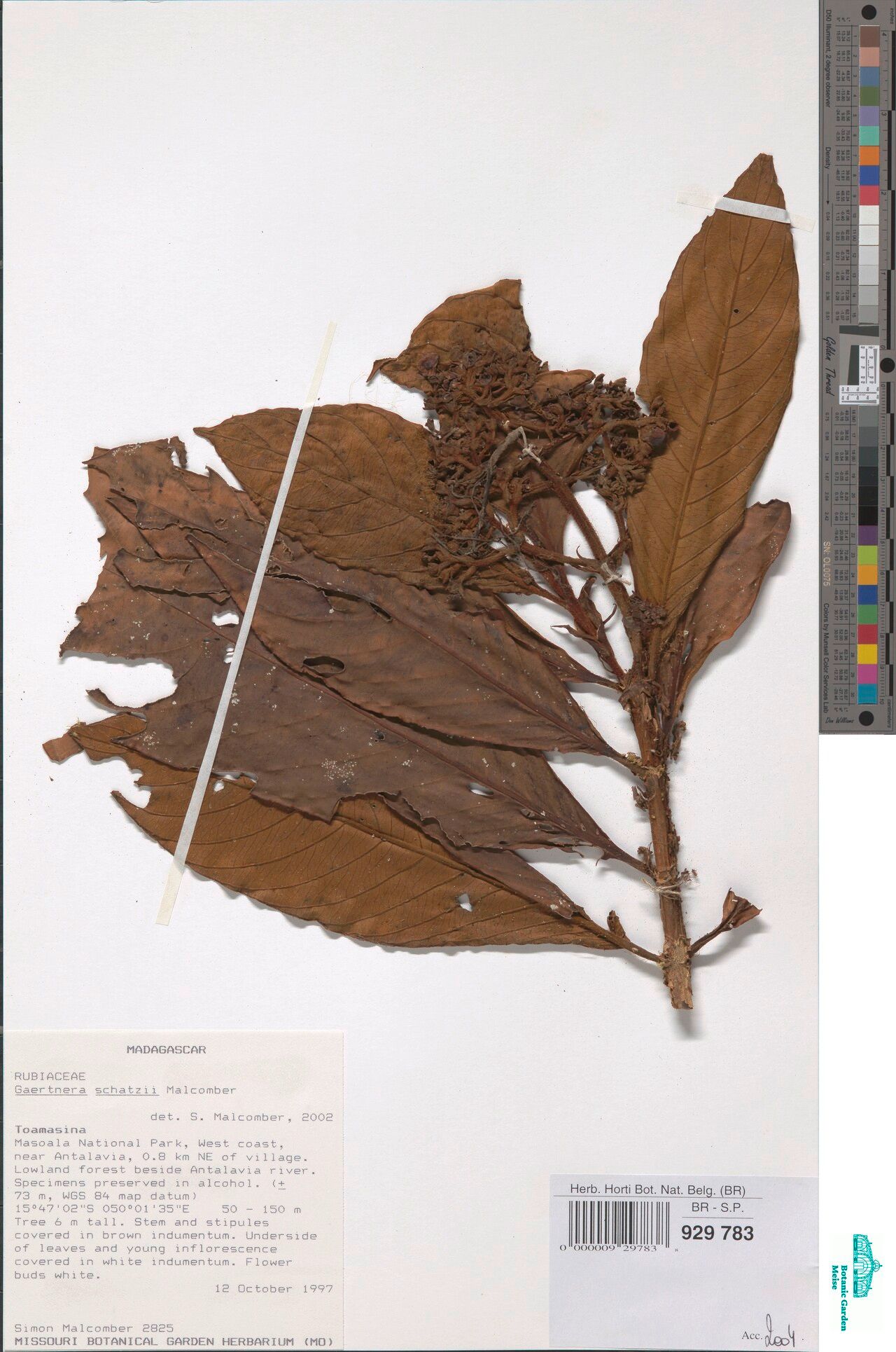 Gaertnera schatzii — houseplant care guide