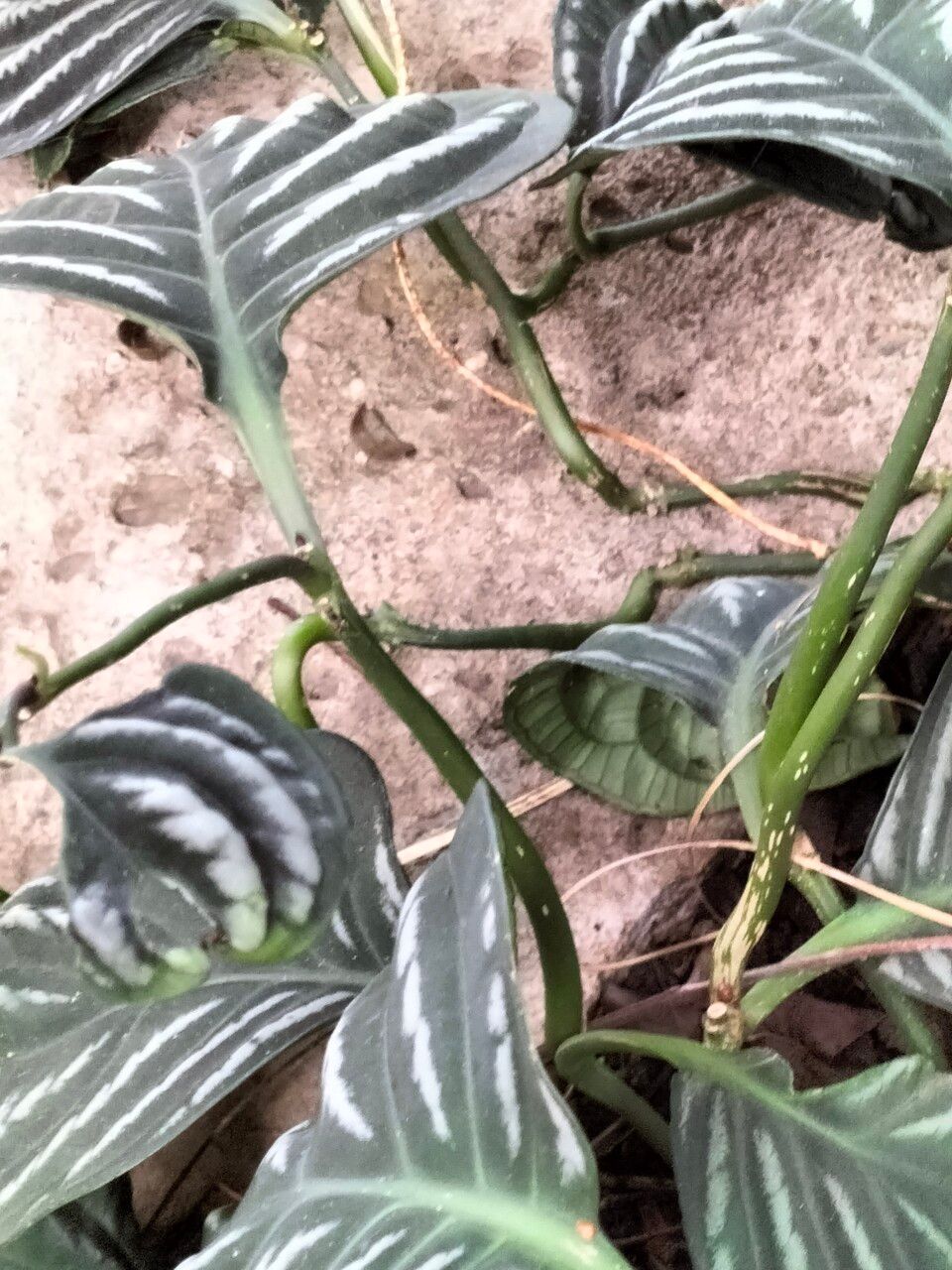 Justicia manserichensis bark