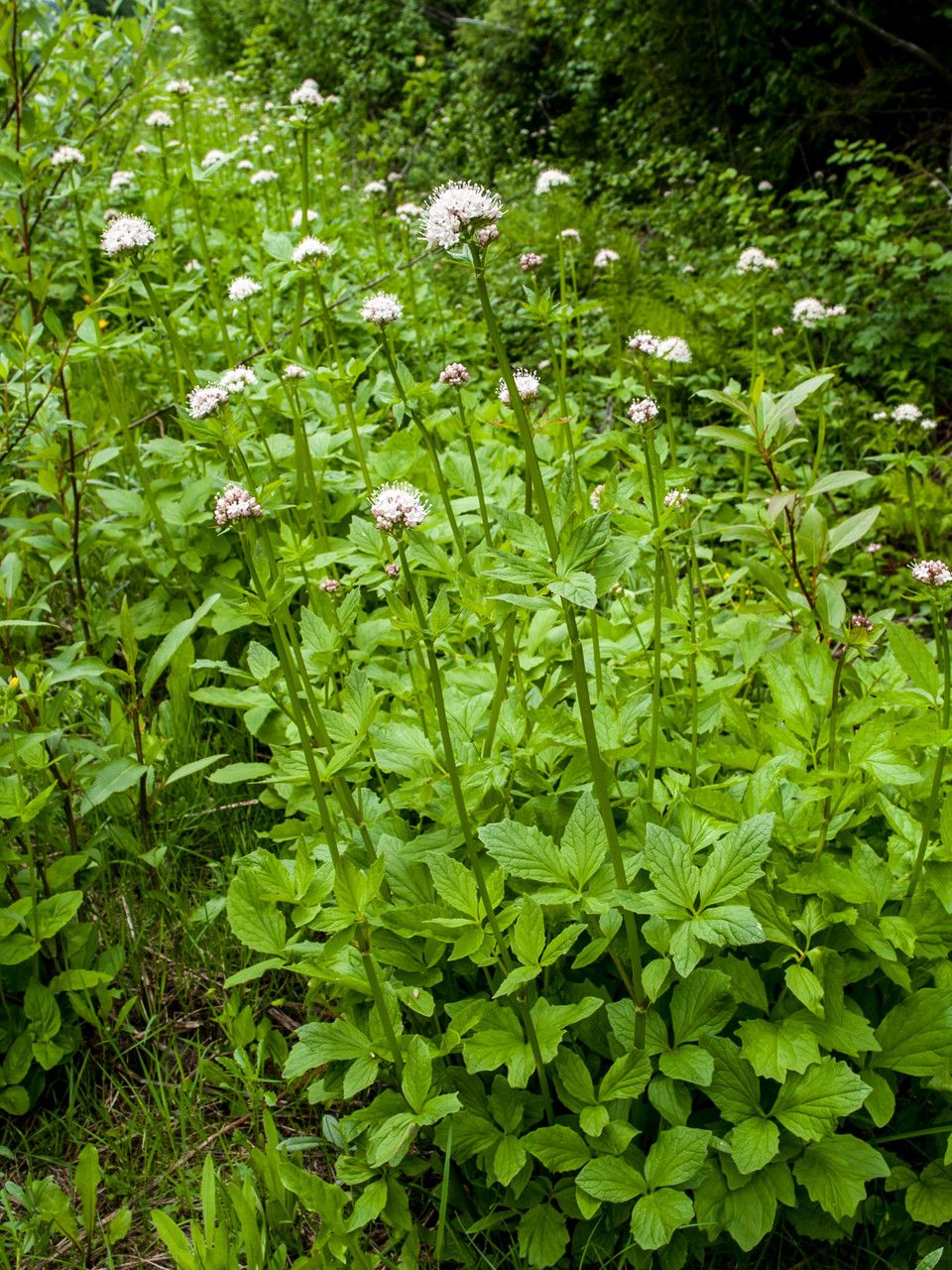 Valeriana sitchensis habit