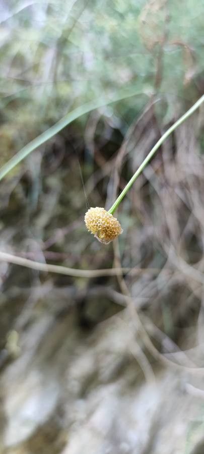 Santolina pectinata flower