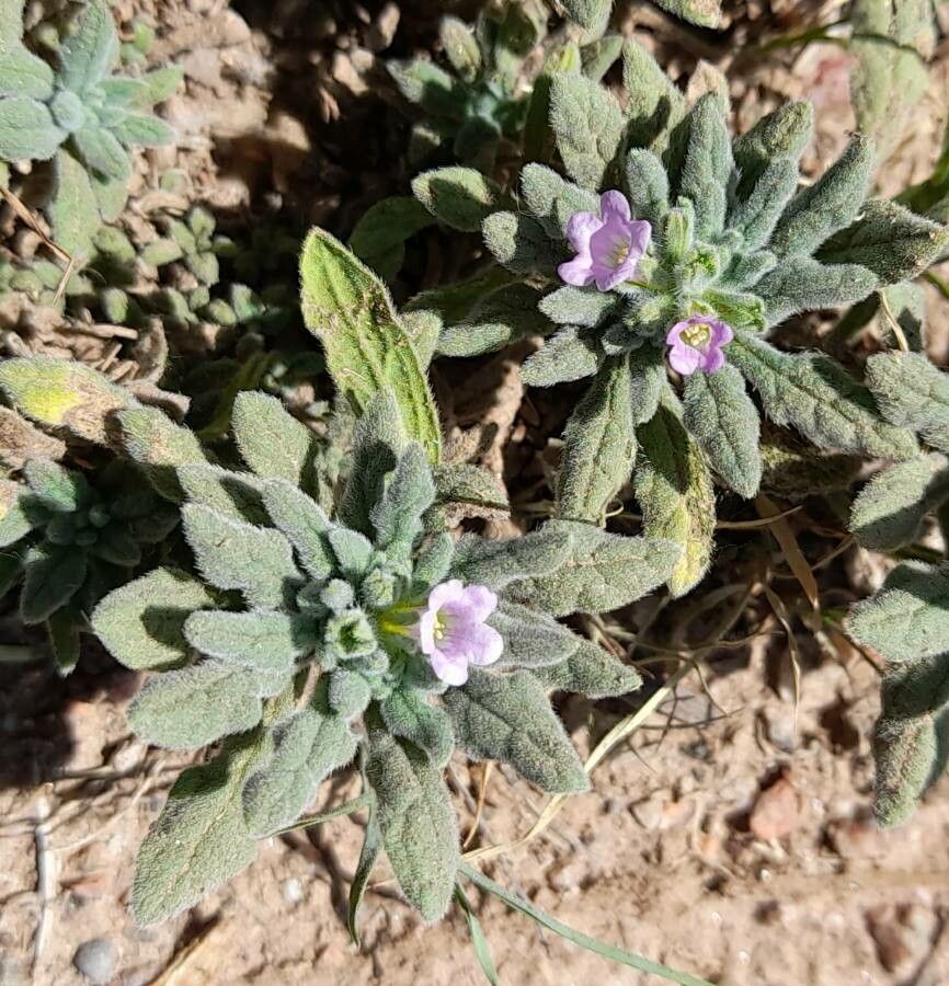 Nama jamaicensis habit