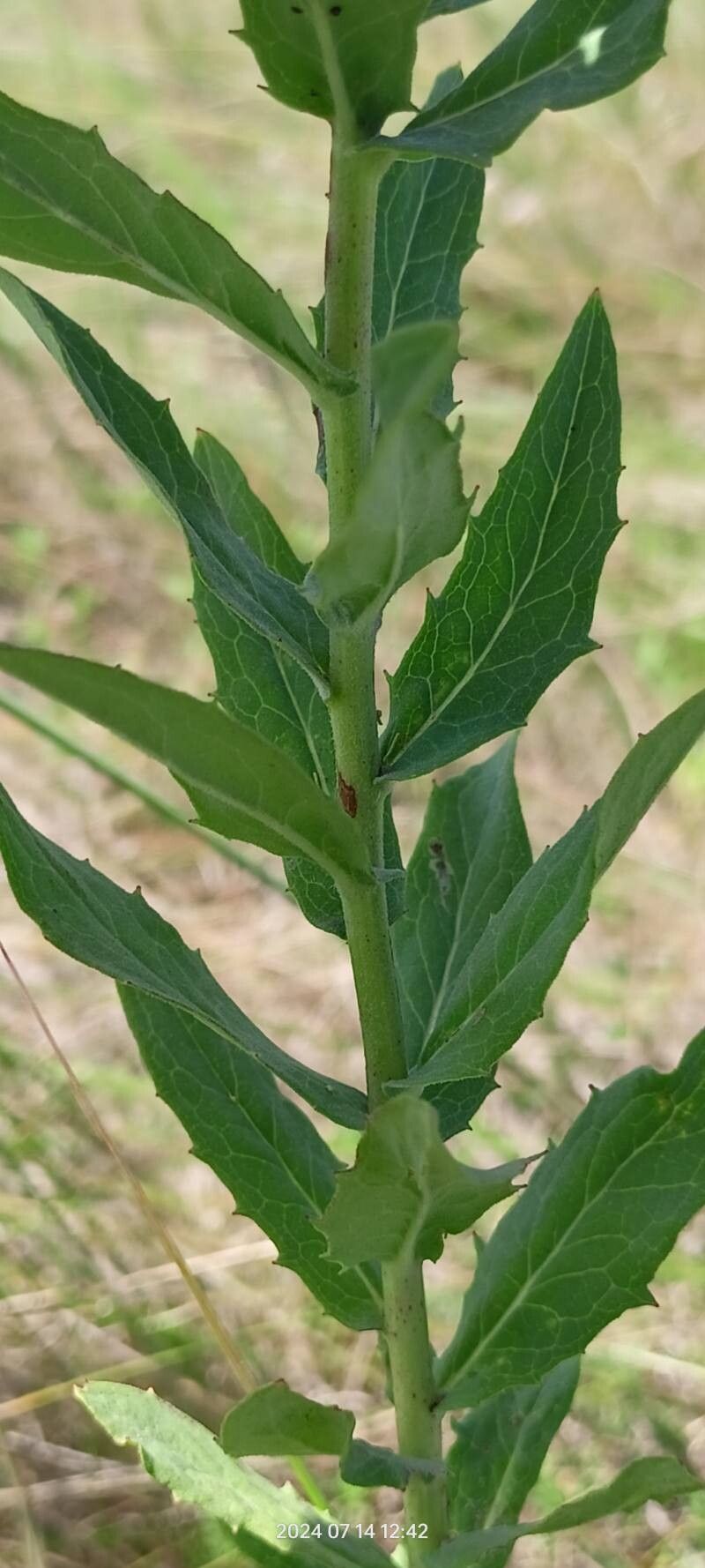 Hieracium virosum leaf
