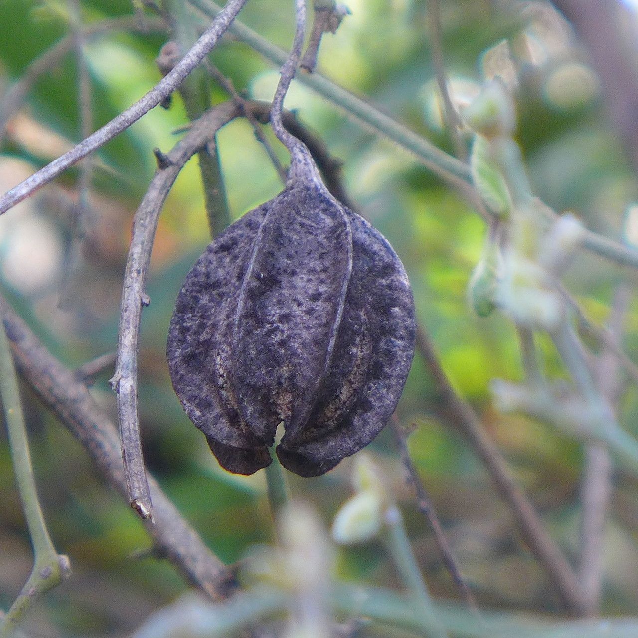 Aristolochia californica fruit