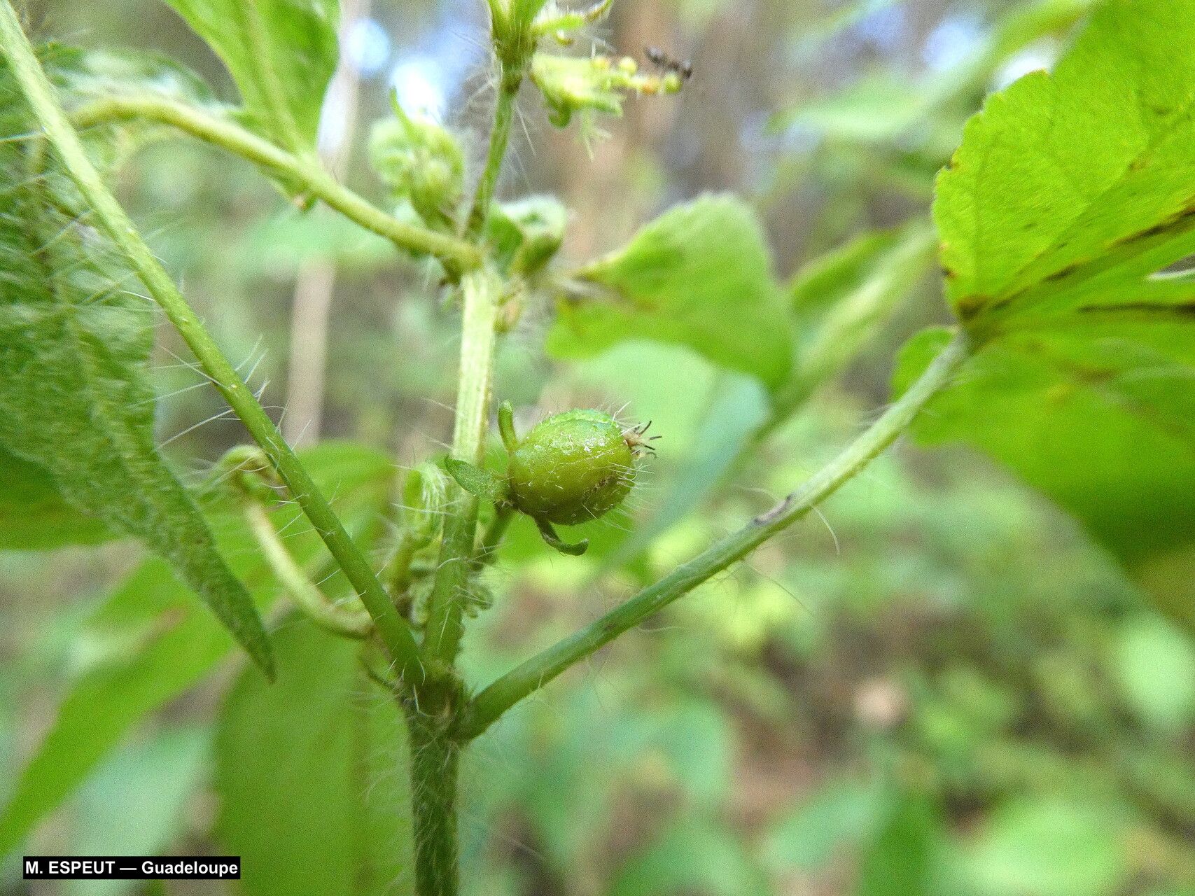 Astraea surinamensis fruit
