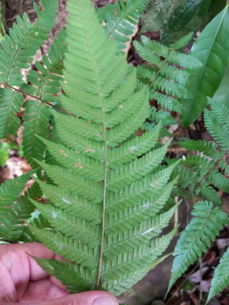 Cyathea aspera leaf