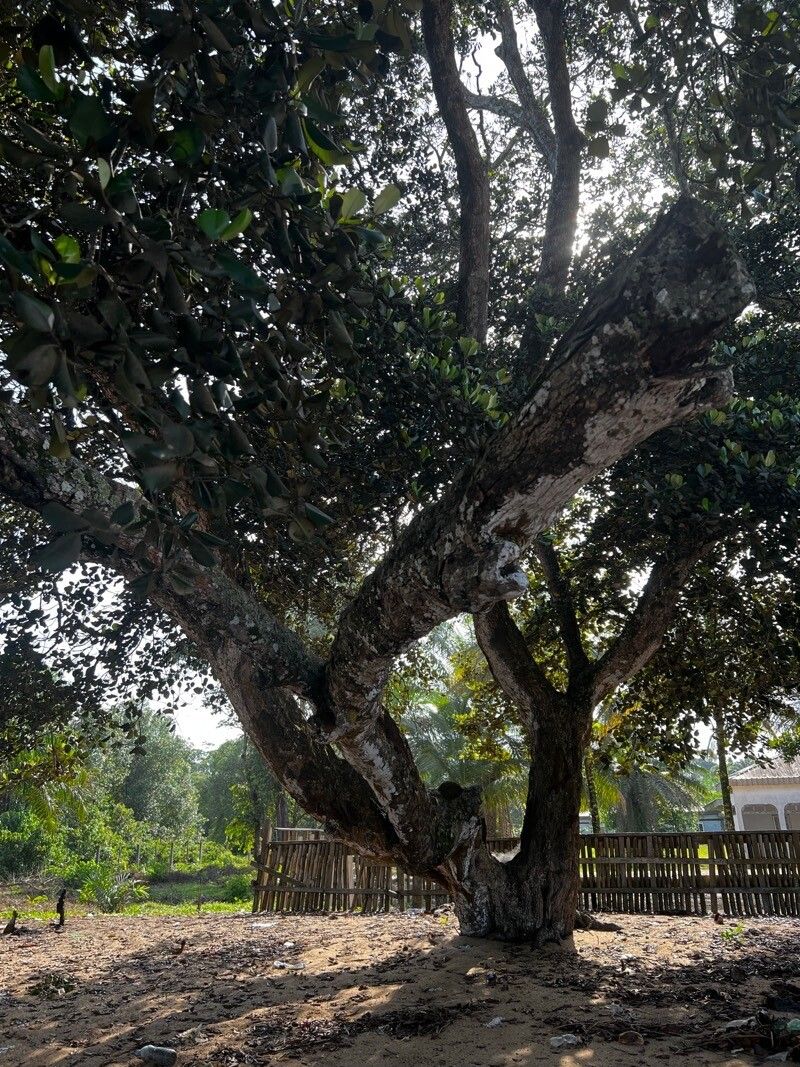 Manilkara obovata habit