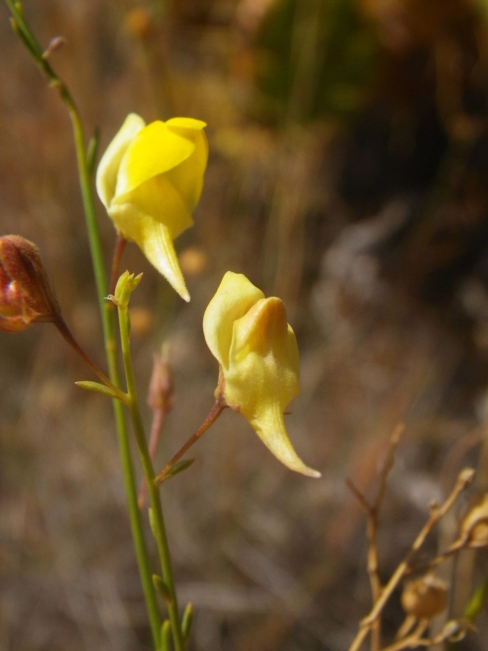 Kickxia scoparia flower