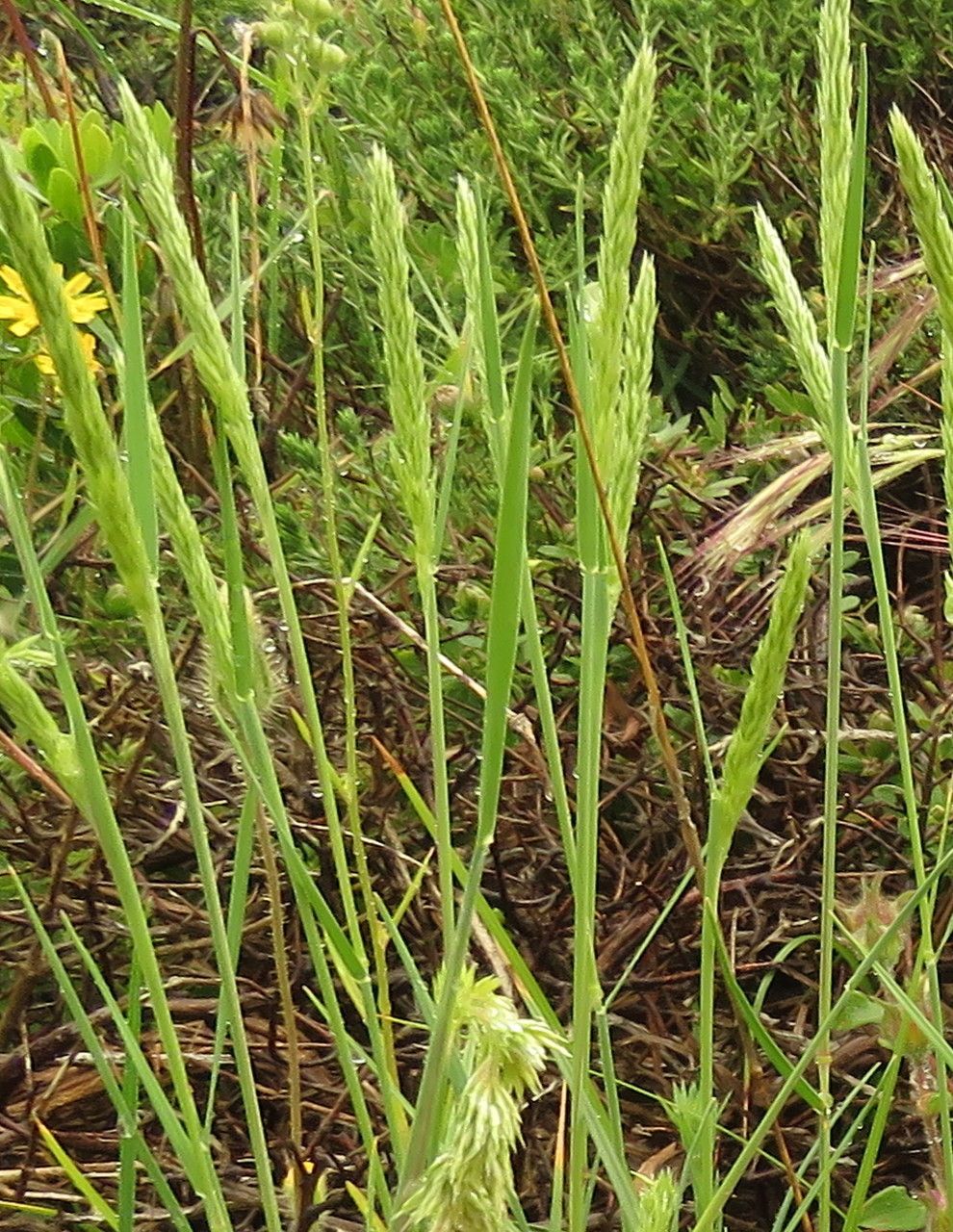 Hordeum pusillum leaf