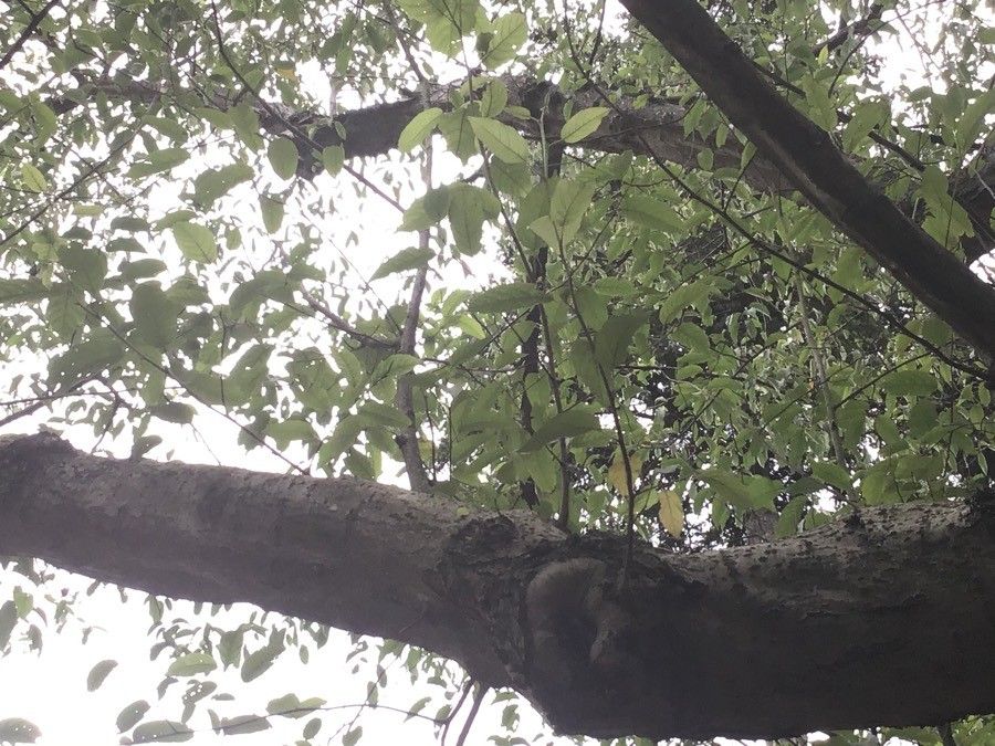 Alnus subcordata — search result for 'Betulaceae'