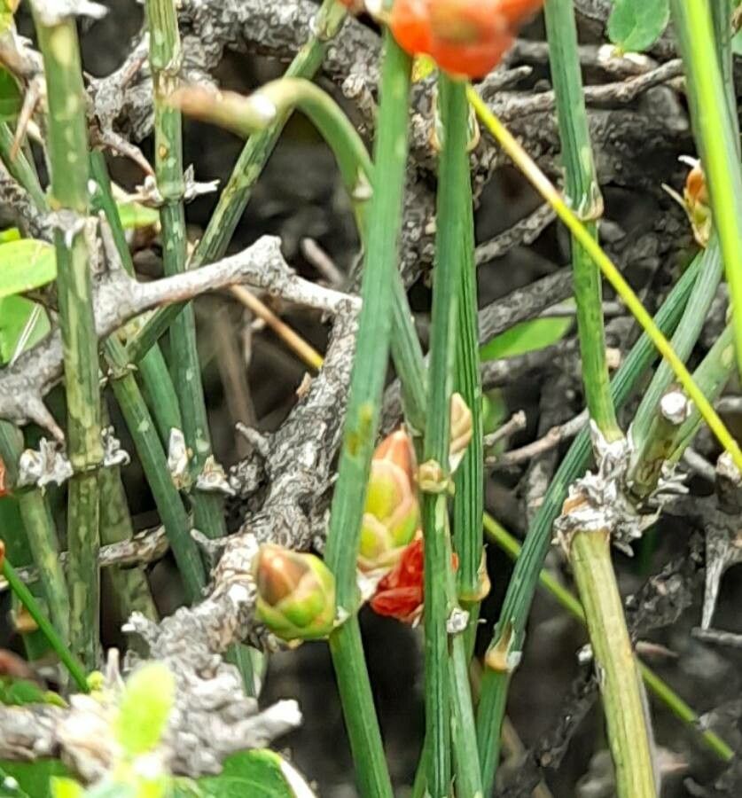 Ephedra triandra other