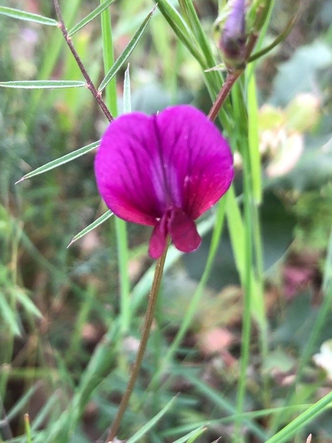 Vicia peregrina flower